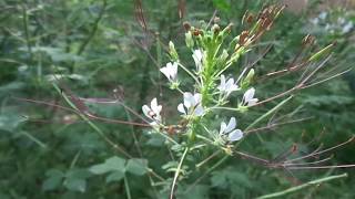 Cleome gynandraWild spider flowerHerbal plants of Sri Lanka [upl. by Iy]