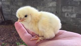 Cute baby chicken 🐥🐣 [upl. by Risser]