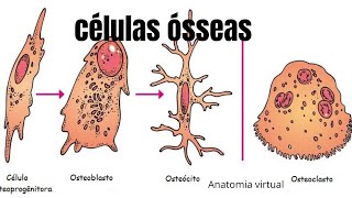 celulas osseas [upl. by Aerona]