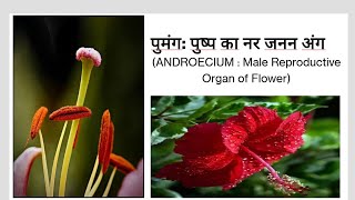 Sexual Reproduction in Flowering plantsLecture2Androecium पुमंगClass 12Target Board NEET 2025 [upl. by Man303]