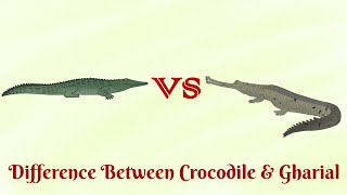 Crocodile vs Gharial who is more aggressive [upl. by Soluk]