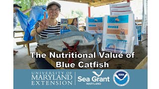 Blue Catfish Nutritional Value [upl. by Boser802]