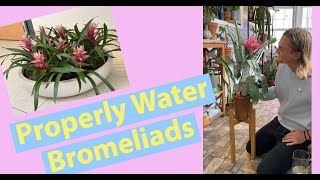 How to Properly Water Bromeliads shorts houseplant bromeliad [upl. by Nnalorac849]