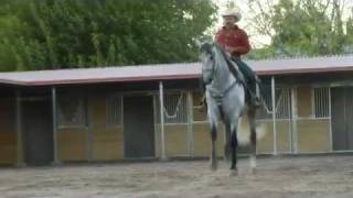 El Coyote y su Banda  Gabino Barrera  El Galan  wwwdavidysuscaballoscom [upl. by Dnomra]