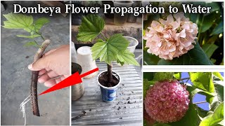 How Dombeya Plant Propagation  Dombeya Flower Plant from Cutting in Water  Easy Dombeya Plant Grow [upl. by Noit]