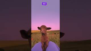 Sheeps Facts youtubeshorts viralshorts [upl. by Zabrina]