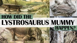 How did the Lystrosaurus Mummy Happen [upl. by Gerson88]