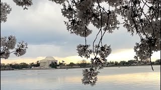 Washington DC Cherry Blossom [upl. by Annitsirhc]