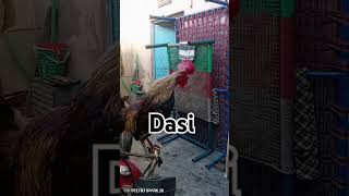 Dasie murga subscribe like [upl. by Leuqim]