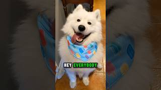 My Samoyeds Monday Meltdown samoyed dog shorts funny [upl. by Jorry]