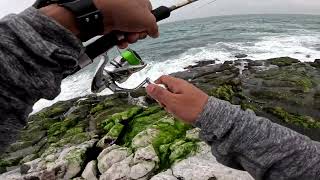 Shimano Stradic FL  Jig sabiki setup  Yellow tip Trevally [upl. by Hyams]