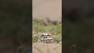 Burrowing Owl Sounds  BURROWING OWL [upl. by Ahsina793]