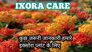 🪴Ixora plant care  कुछ जरूरी जानकारी हमारे ixora प्लांट के लिए  some Important caretips ixora [upl. by Arbmat]