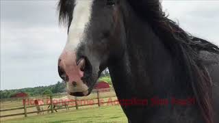 Fox and Bungle arrive at Redwings Caldecott [upl. by Idelle184]