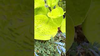 5 Hosta amp Perennial Plant Pairings for Your PartShade Garden  Amsterdam Garden Centre [upl. by Fan]