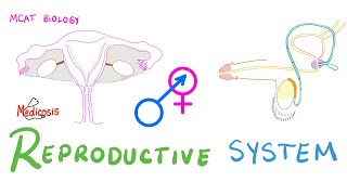 GCSE Biology  Endocrine System amp Hormones 59 [upl. by Dahle]