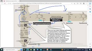 428 methionine metabolism SAM synthesis homocysteine fate methionincystein synthesis Diagram [upl. by Aikemat]