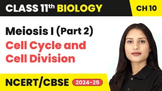 Meiosis I Part 2  Cell Cycle and Cell Division  Class 11 Biology Chapter 10  CBSE 202425 [upl. by Atiana]