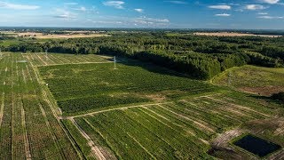 Choinkipl Jodły Kaukaskie Weihnachtsbaumplantage [upl. by Strong]