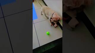 sultan puppy dog shows for dogs to watch barking Labrador  shorts short [upl. by Melamie]