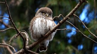 Kulíšek nejmenší Glaucidium passerinum Eurasian Pygmy Owl Sperlingskauz Dwerguil Mochuelo chico [upl. by Marcin]