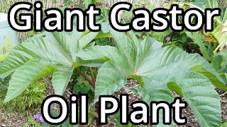 Growing Giant Castor Oil Plants From Seed [upl. by Myo]