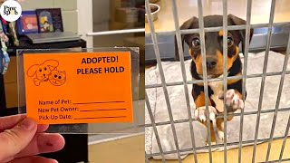 Shelter Dogs Get Adopted  Priceless Moments When Small Shelter Dogs Realized They Are Being Adopted [upl. by Ahslek]