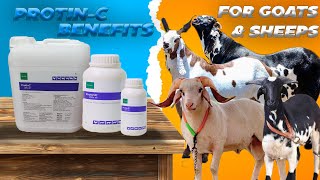 WEIGHT GAINING SUPPLEMENT FOR GOATS AND SHEEPS  PROTINC REVIEW [upl. by Astrahan]