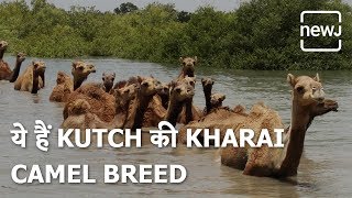 The Breed Of Camel That Swims  तैरने वाली Camel Breed  NEWJ [upl. by Noyahs160]