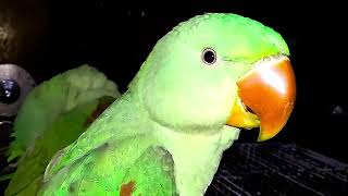 Parrot Natural Sounds  Parrot Talking [upl. by Atiniuq]