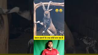 बकरा इंसानों की तरह बॉडी बना रहा है 😂 shorts goat goatshorts funnyshorts viralvideo [upl. by Kerr416]