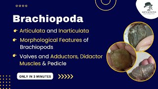 Brachiopoda amp its Adductor Diductor Muscles function pedicle Articulata Inarticulate Morphology [upl. by Ellehciram366]