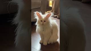 Cabbit funny animals cat rabbit [upl. by Kurys]