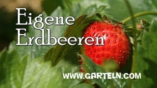 Erdbeeren selbst anbauen [upl. by Nine]