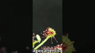 The tiny Madagascar Sundew can also catch flies shorts timelapse [upl. by Giannini767]