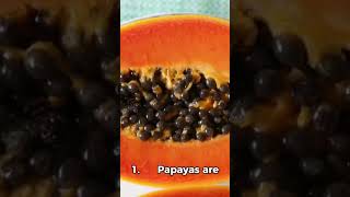 “Why You Should Be Eating Papayas 3 Surprising Facts” [upl. by Deuno543]