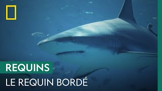 Le requin bordé fait partie dune colonie de requins  SHARKS ATTACK [upl. by Dennett]