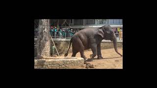 Pinnawala Elephant Orphanage Sri Lanka 📍 elephants [upl. by Nelaf]