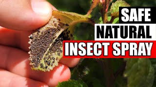 DIY Natural Aphid And Insect Spray [upl. by Schreibman]