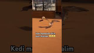 Kedi maması mı😅 comedy automobile cutie classicalmusic happy cat catie music story sunset [upl. by Ueihtam310]