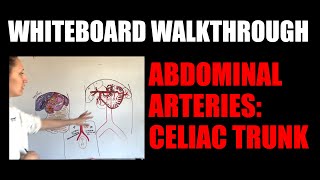 Whiteboard Walkthrough Abdominal Arteries Celiac Trunk [upl. by Nyllij]