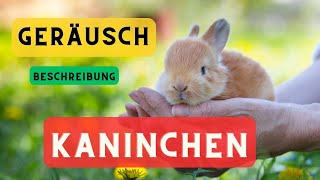 Kaninchen geräusche und Beschreibung 🐇 Kaninchen Geräusche Hase Geräusche 🔈 Hase Laute [upl. by Anik573]