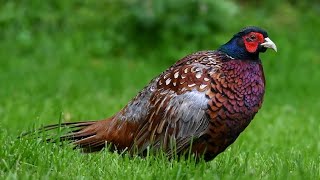 Wild Pheasant Scratches an Itch [upl. by Ahsinrac]