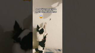 hay una mariposa negra ahí las perras🐶 la quieren mΔ tar [upl. by Dwaine]