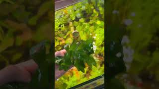 Nomaphila Siamensis aquarium plants [upl. by Busby651]