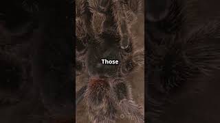 Tarantulas wonders facts animals wildlife [upl. by Brigette]