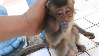 Wow Baby Monkey Milo  Video is not good But this man is very fond of a baby monkey very much [upl. by Nnyloj787]