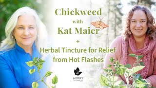 Chickweed with Kat Maier  Herbal Tincture for Relief from Hot Flashes [upl. by Eeruhs729]