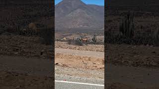 Guanacos en el desierto [upl. by Elleahcim249]