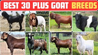 World’s Most Unique Goat Breeds [upl. by Flaherty792]